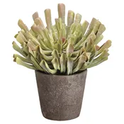 13″ Aeonium in Cement Pot