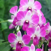 Dendrobium Orchids