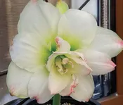 Hippeastrum – Amadeus Candy