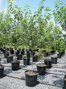 Amelanchier x g 'Autumn Brilliance' — Shreckhise Nurseries