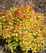 3G Spiraea jap. 'Double Play Candy Corn' - Spirea - 1008273