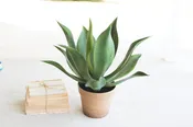 Artificial Agave In a Faux Terracotta Pot