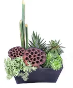 SUCCULENT SURPRISE