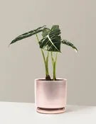 Alocasia Frydek Variegated