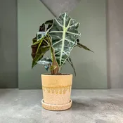 Alocasia Polly - Live Indoor Houseplant  in Ceramic Pot