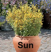 Agastache Arizona Sun