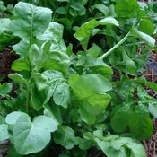 Arugula, Sputnik