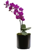 Orchid- Phalaenopsis- 5"