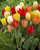 Emperor Tulip Mixture (25 Pack) | Premium Dutch Flower Bulbs — Burnside Farms