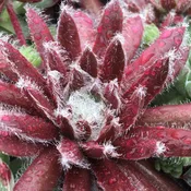 Chick Charms® Cosmic Candy™ Hens & Chicks (Sempervivum)