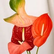Anthurium Romantic