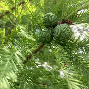 Bald Cypress