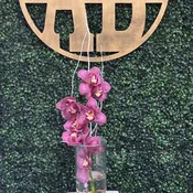 Orchid Jewel