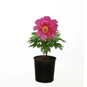 Peony - Garden Candy® Noa Jolie™ Itoh