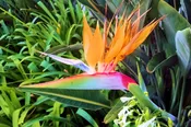 Bird of Paradise (Blank Card)