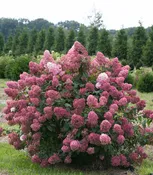 10G Hydrangea Paniculata - Fire Light Standard TreeForm- 44124-1328