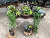 Succulent Bowl