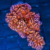 Pink Panther Montipora palawensis