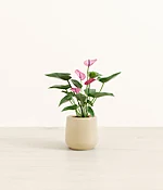 Anthurium Purple