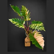 Variegated Philodendron Caramel Marble Live Plant - Rare Collector Philodendron
