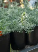 Artemisia pycnocephala 'David's Choice' - David's Choice Sagebrush (Plant)