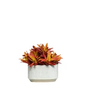 Aeonium