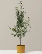 3-in-1 Apple Tree