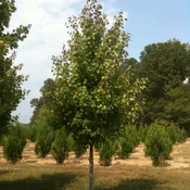 Acer Rubrum ‘October Glory’®