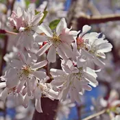 Autumnalis Cherry Tree – Flowering Cherry Tree (Prunus × subhirtella ‘Autumnalis’) 15Gal