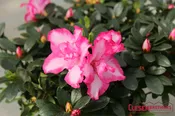 AZALEA – PINK & WHITE VARIEGATED 6IN