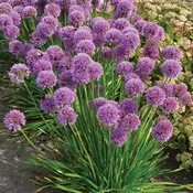 Allium, Millenium