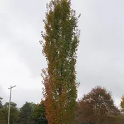 Acer rubrum 'Armstrong'~ Armstrong Red Maple