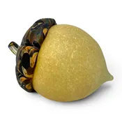 Honey-Gold Acorn