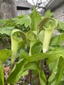 Arisaema triphyllum