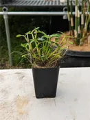 Scaphyglottis prolifera