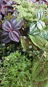 3 Plant Pilea Collection