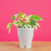 Epipremnum pinnatum Marble | medium