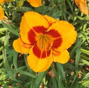 Fooled Me — Hillsdale Lily Garden