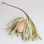 Dried Banksia Hookeriana
