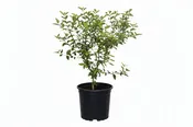 Blackberry Jam Fruit Tree, 2-3 feet tall & 3 gal