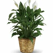 Simply Elegant Peace Lily