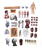 Anatomy Diecuts