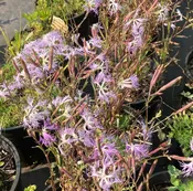 Dianthus “Pinks” (Perennial Varieties)
