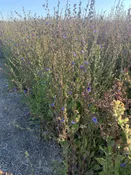 ES Chicory