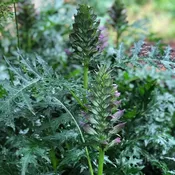 Acanthus spinosus