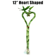 12″ Heart Shaped Lucky Bamboo Stalk (Single) [In Store Only]