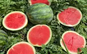Altata Watermelon (Treated Seed)