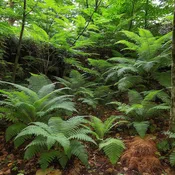 25-Fern Naturalizing Landscape Bundle