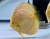 5.5+" Albino Golden Leopard