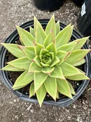 10″/5G Echeveria Agavoides Lipstick